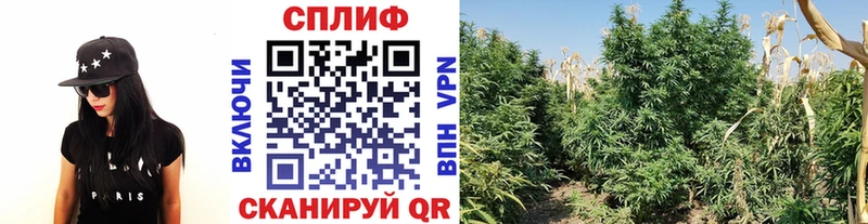 Купить закладки  Пущино  Бошки Шишки MAZAR 